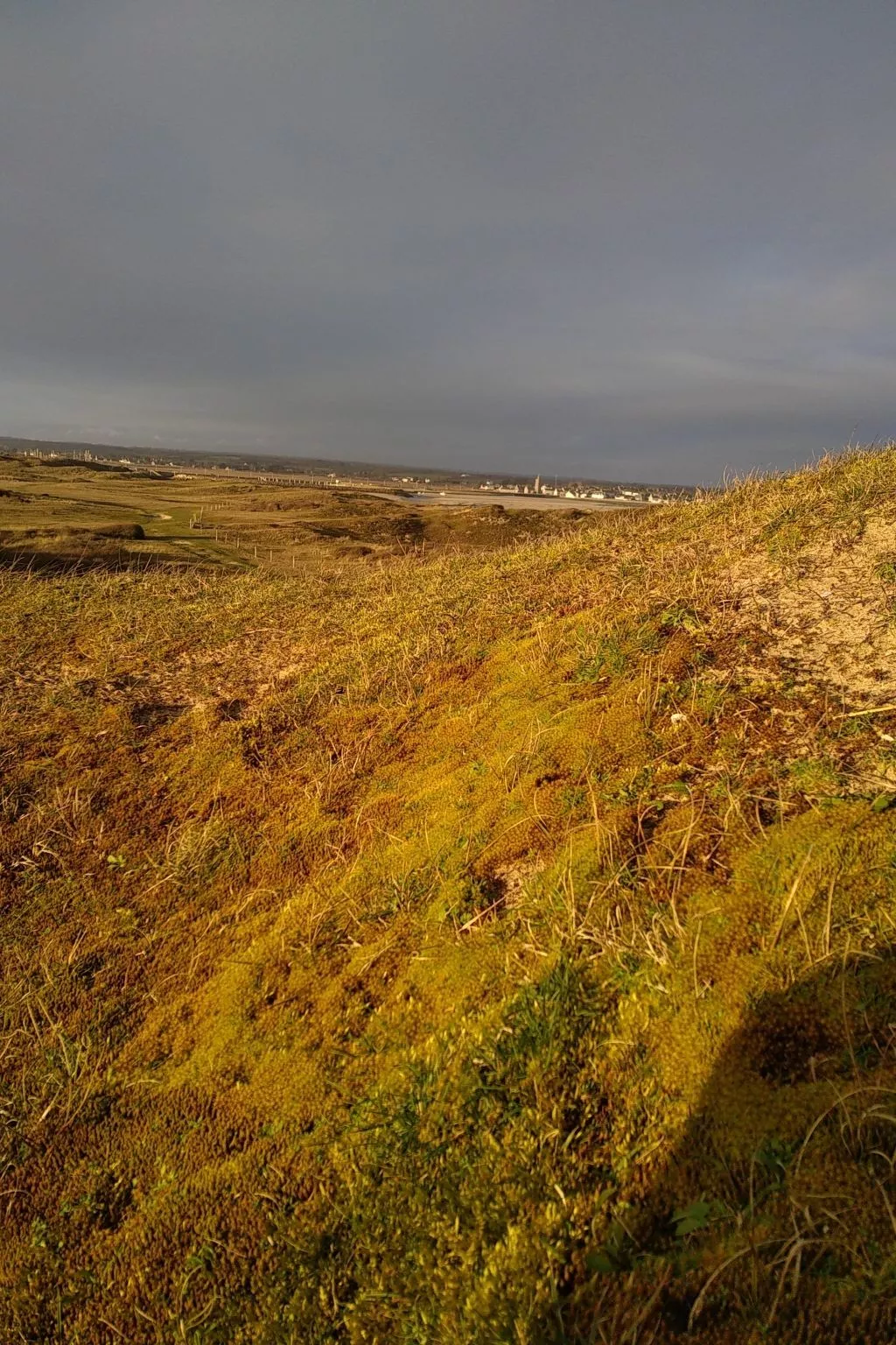 Le Bois aux Ecureuils (Eichhörnchenwald)-Image-tags.info