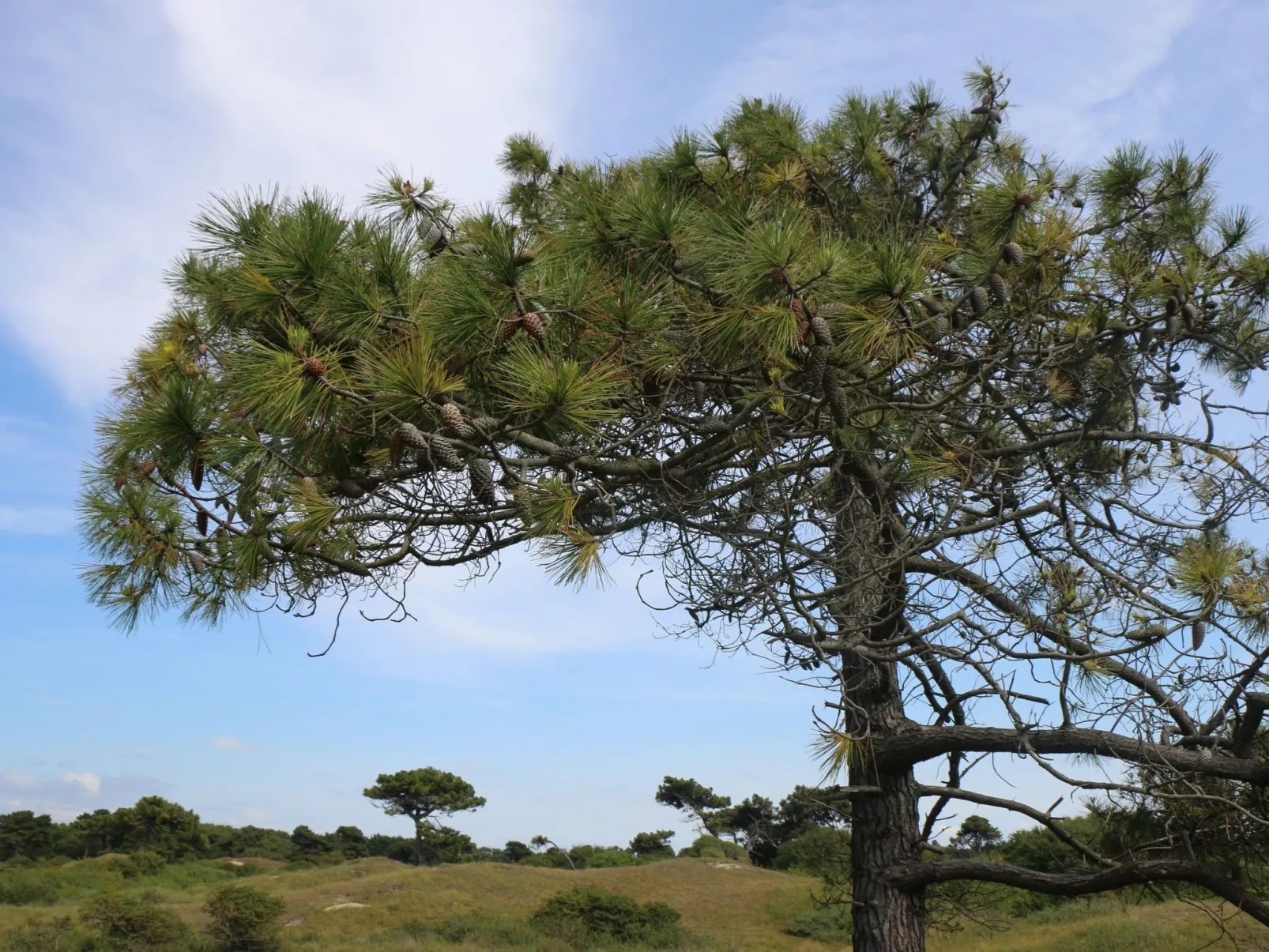 L'Escale dunes, Strände 20 Meter entfernt, Meerblick-Buiten