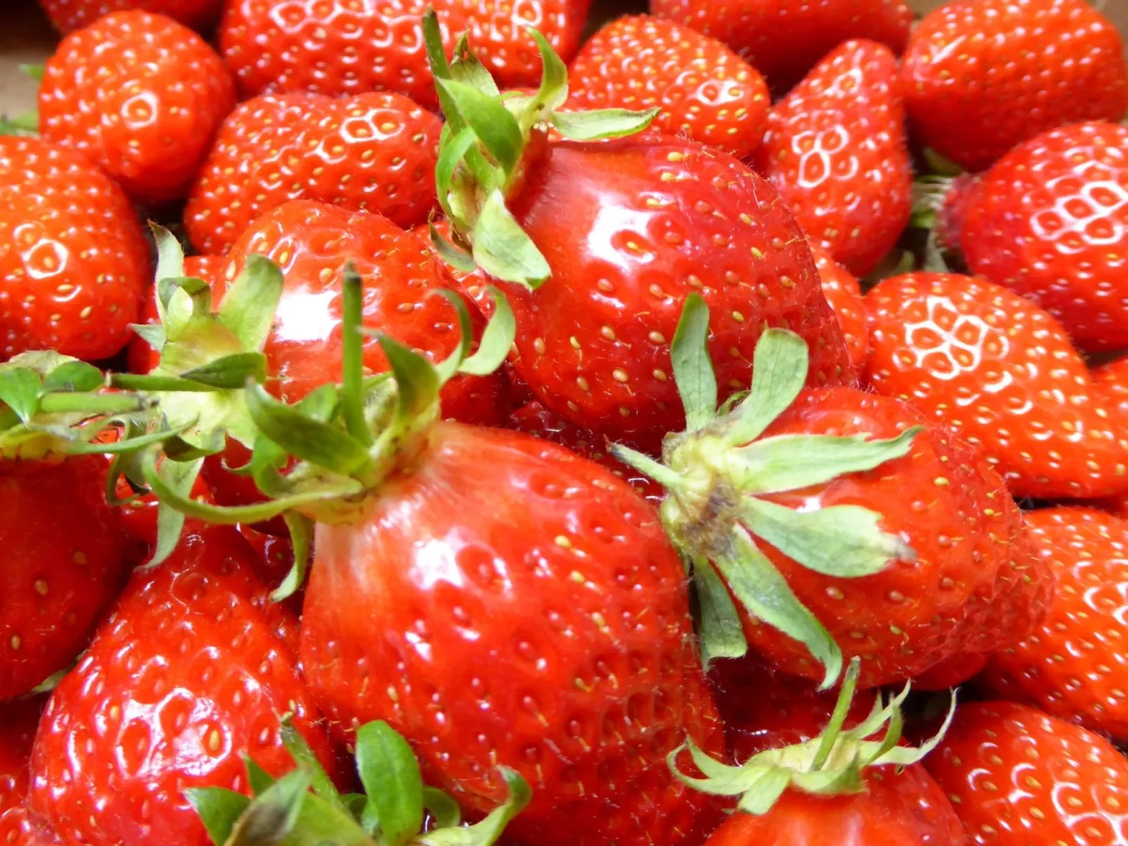 Haus auf der Halbinsel Plougastel-Image-tags.info