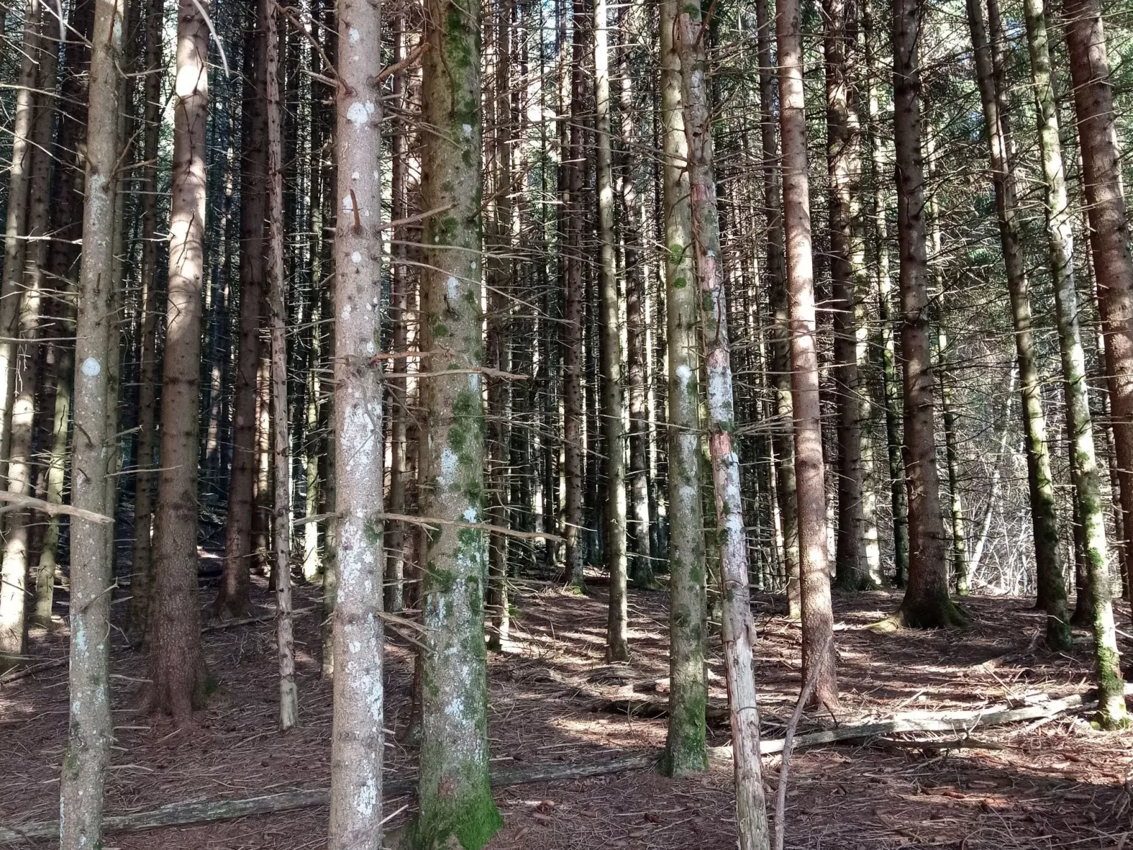 Annas Haus im Dolomiten-Nationalpark-Buiten