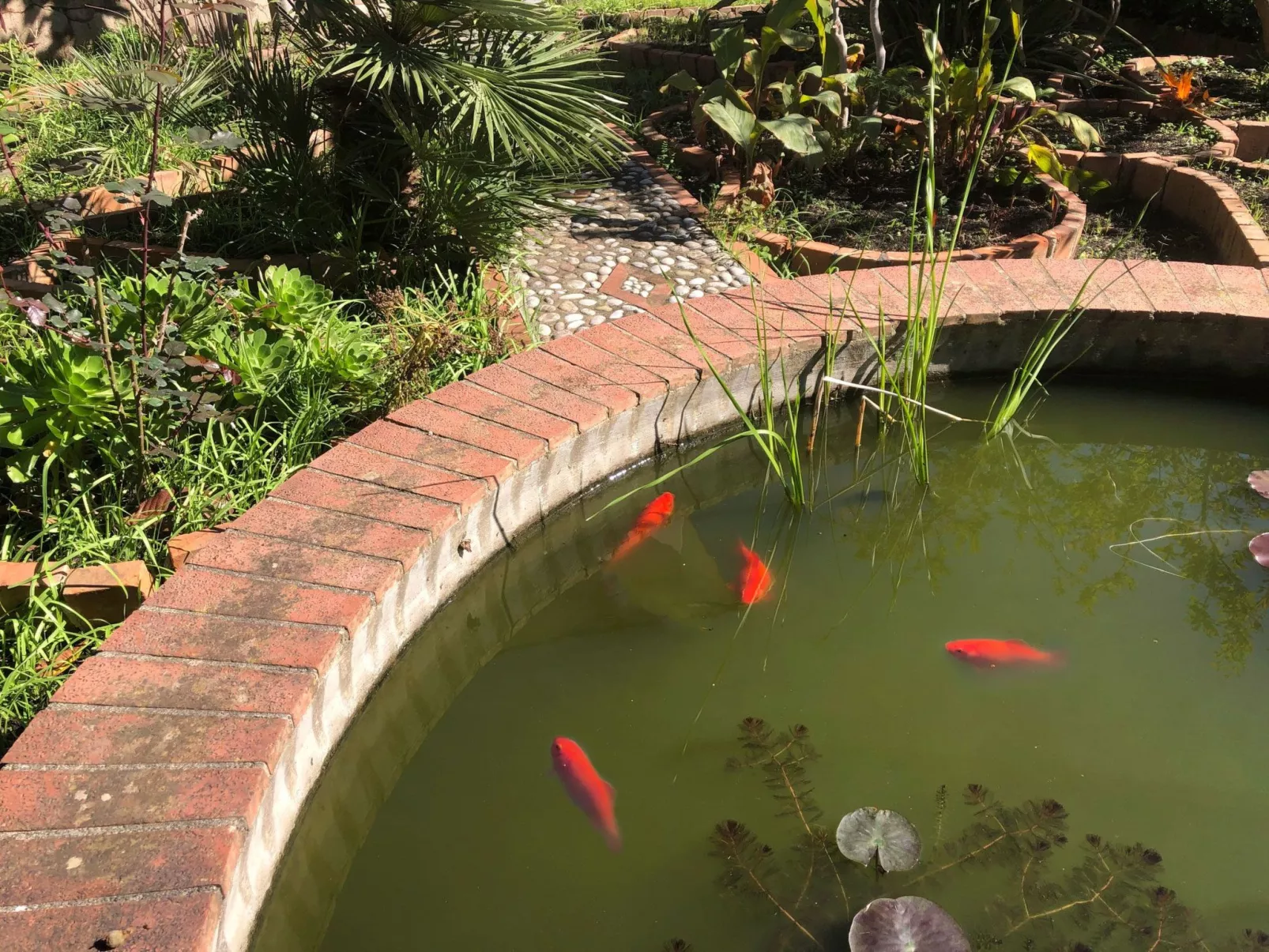 Die Orange und der Goldfisch-Buiten