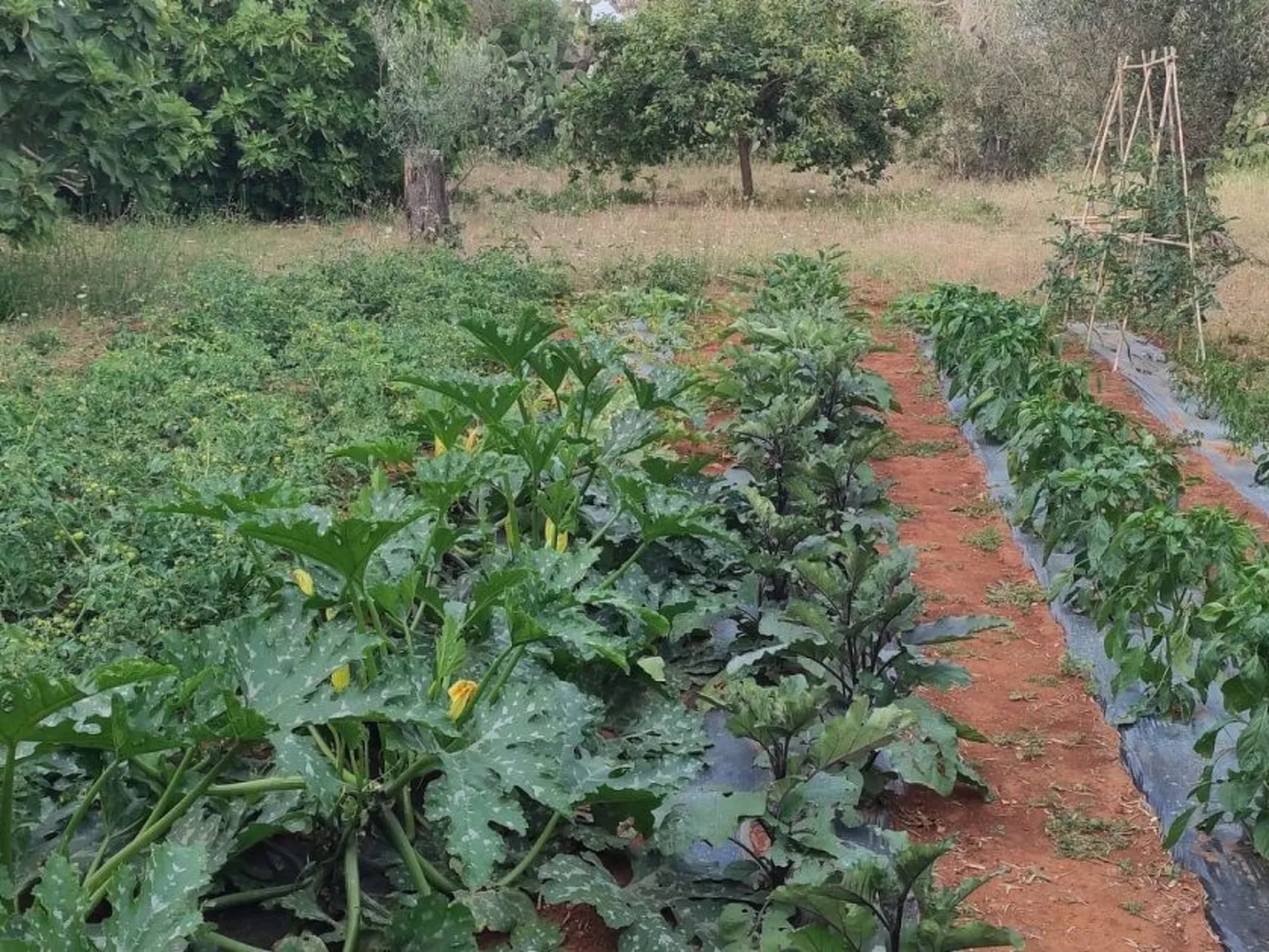 Villa Barone Landhaus mit Pool-Buiten