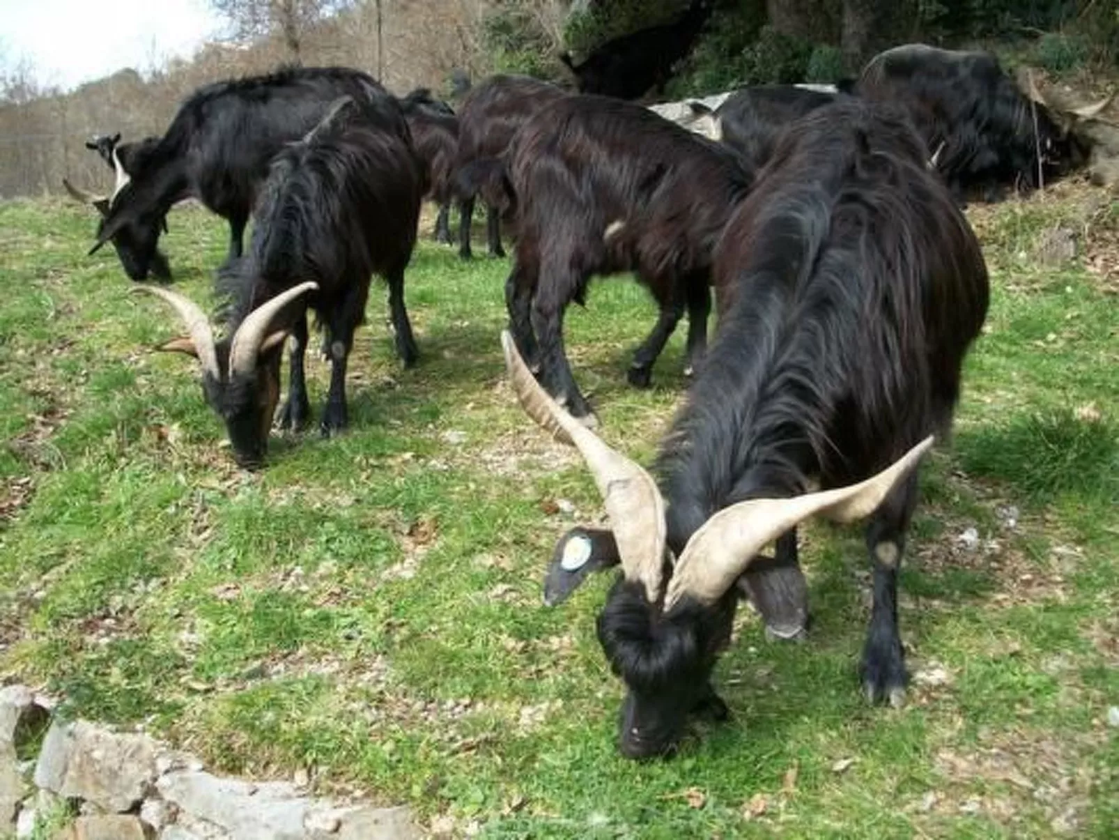 Natursteinhaus mit Panoramablick zum Meer-Buiten