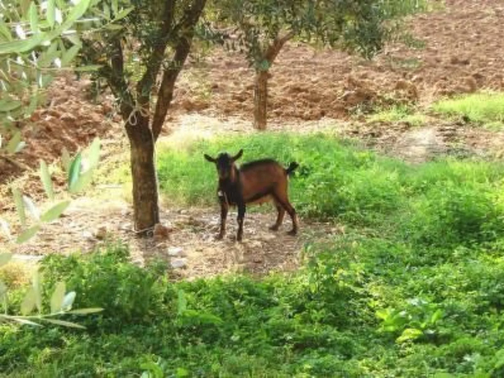 Mit großer Terrasse-Buiten