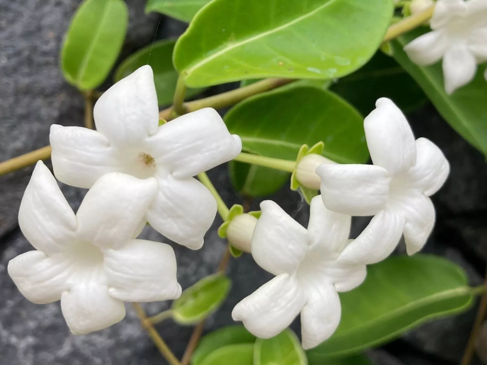 Komfortable geräumige Wohnung mit bester Aussicht 5p max-Buiten