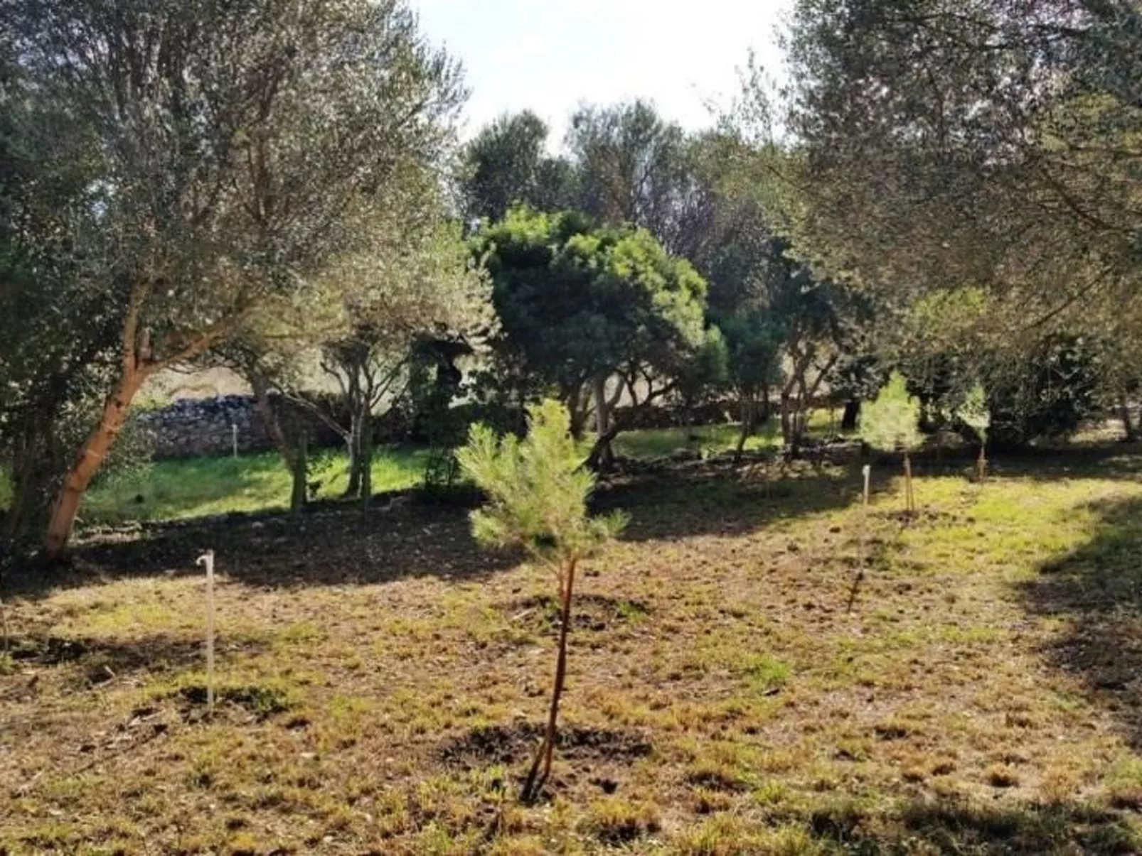 Finca "Mallorca Muro" mit Garten und Grill-Image-tags.info