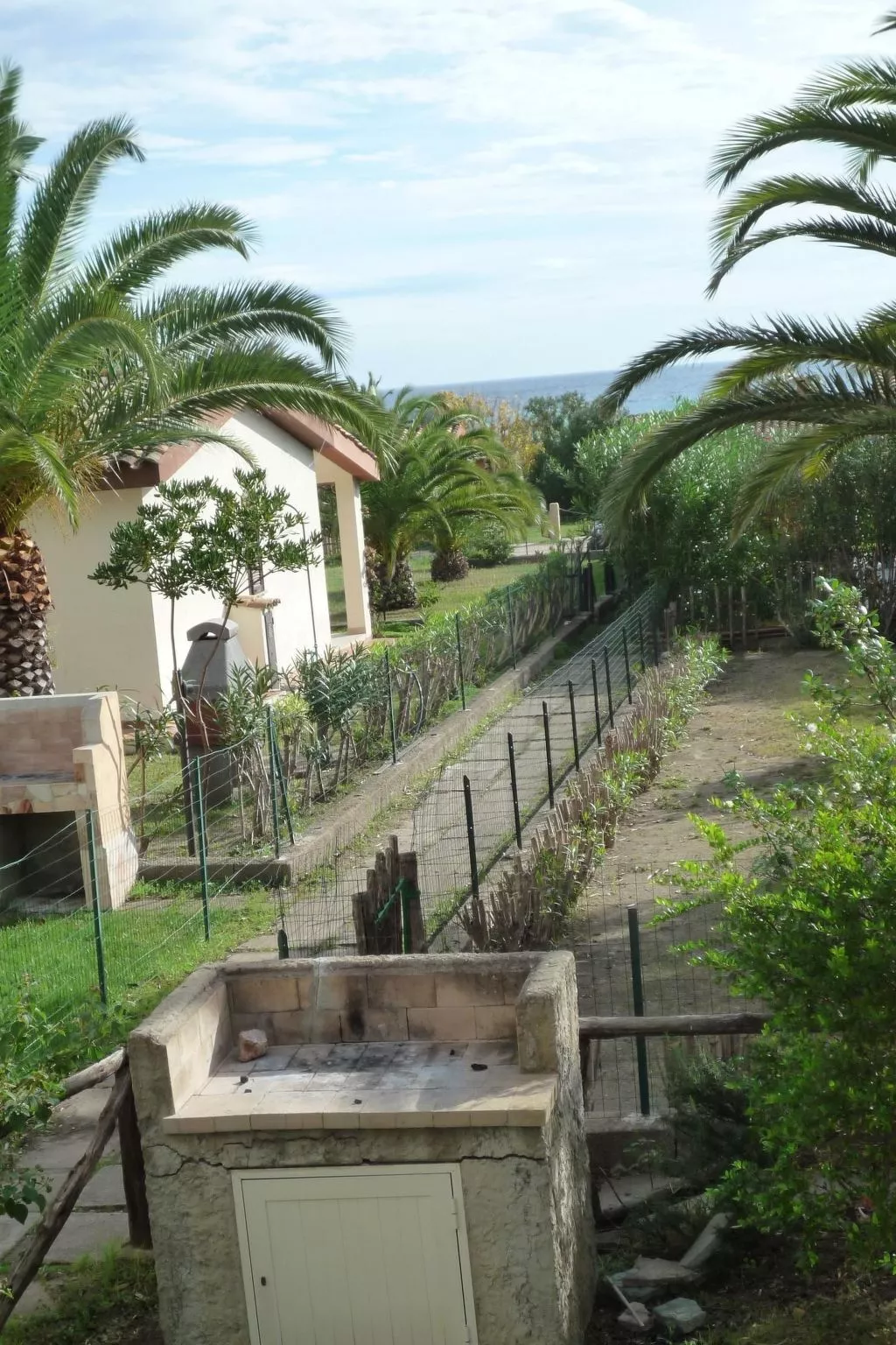 Bilo mimosa-Image-tags.info