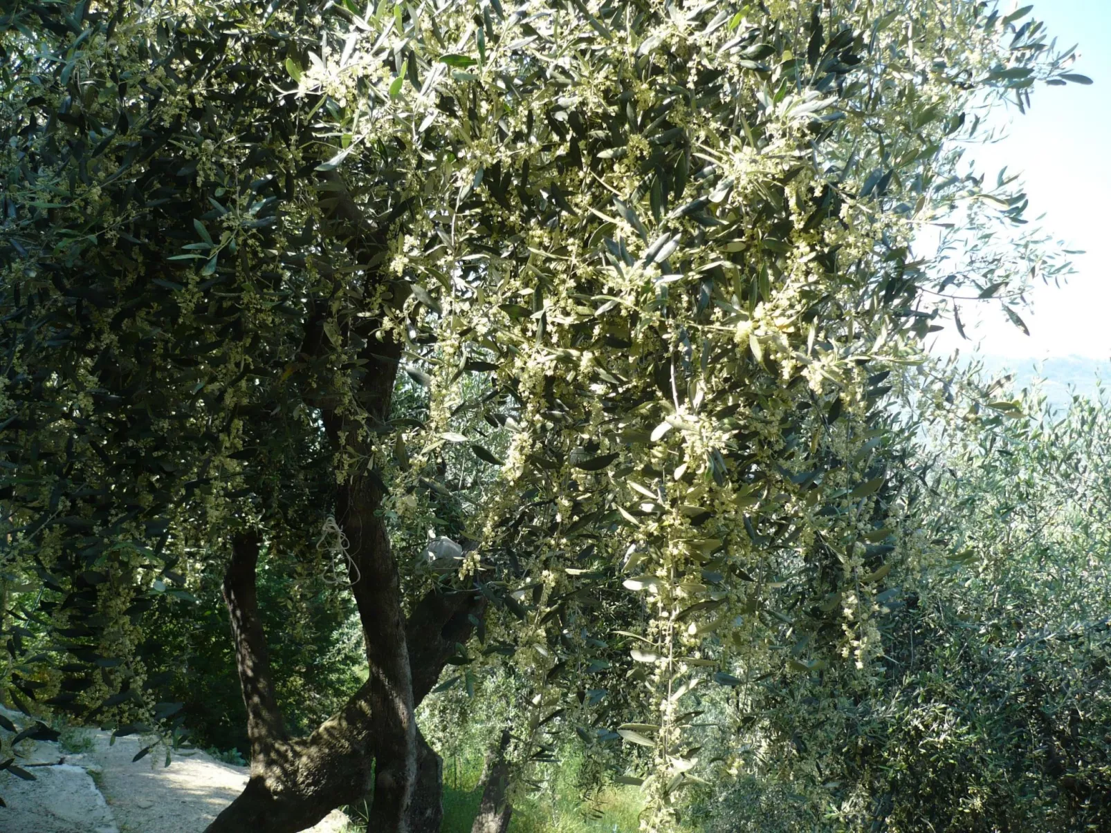 Zwei-Zimmer-Wohnung mit Meer- und Stadtblick-Buiten