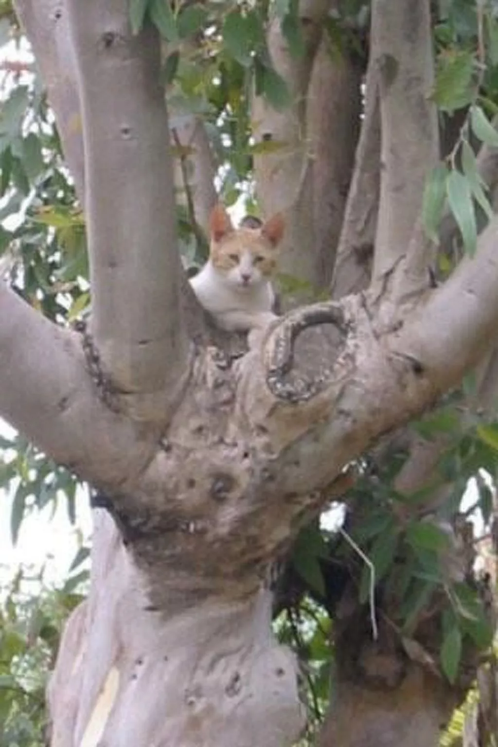 La Perla 5-Image-tags.info