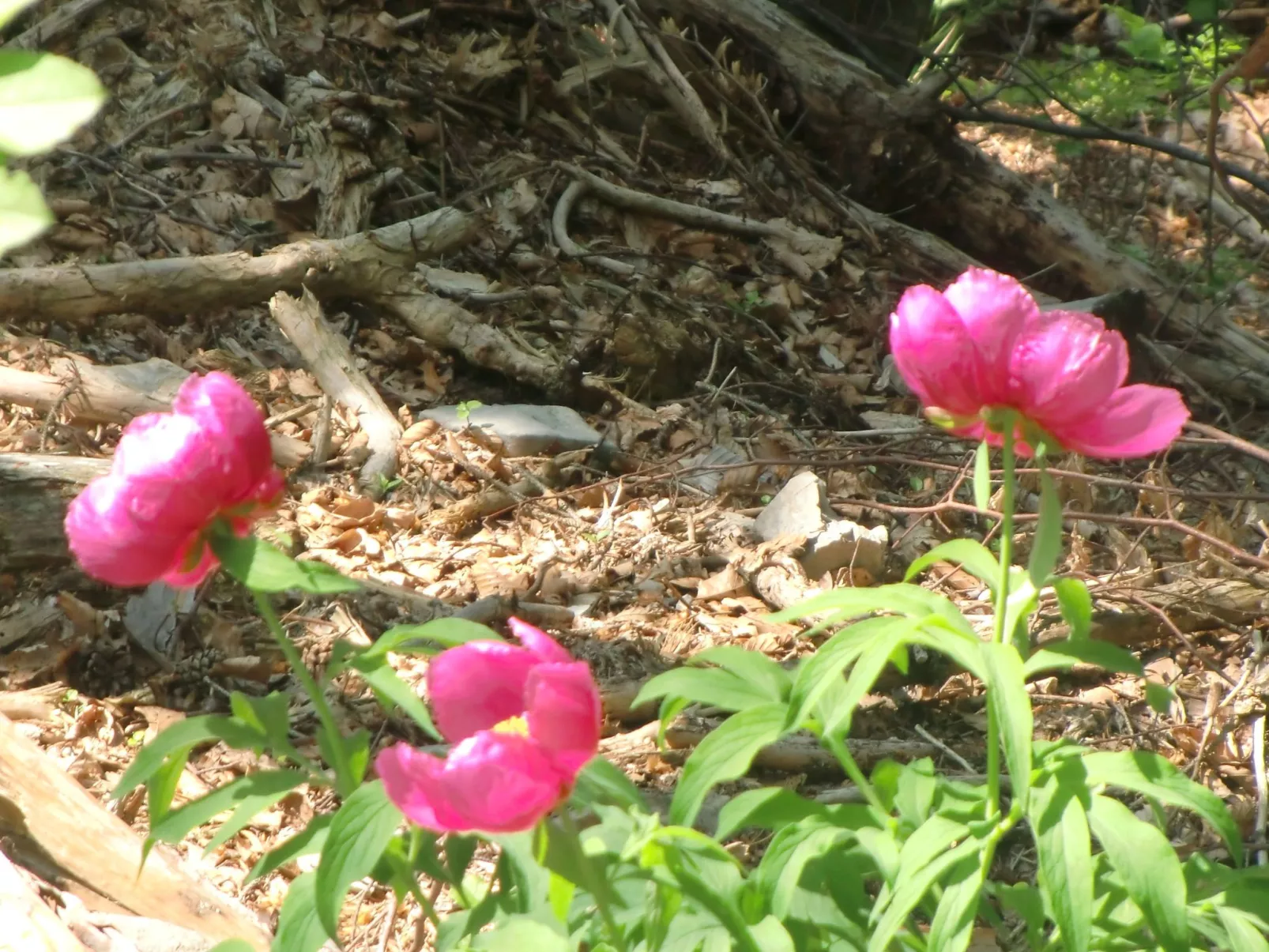 Wohnung im ersten Stock mit schönem Seeblick-Buiten