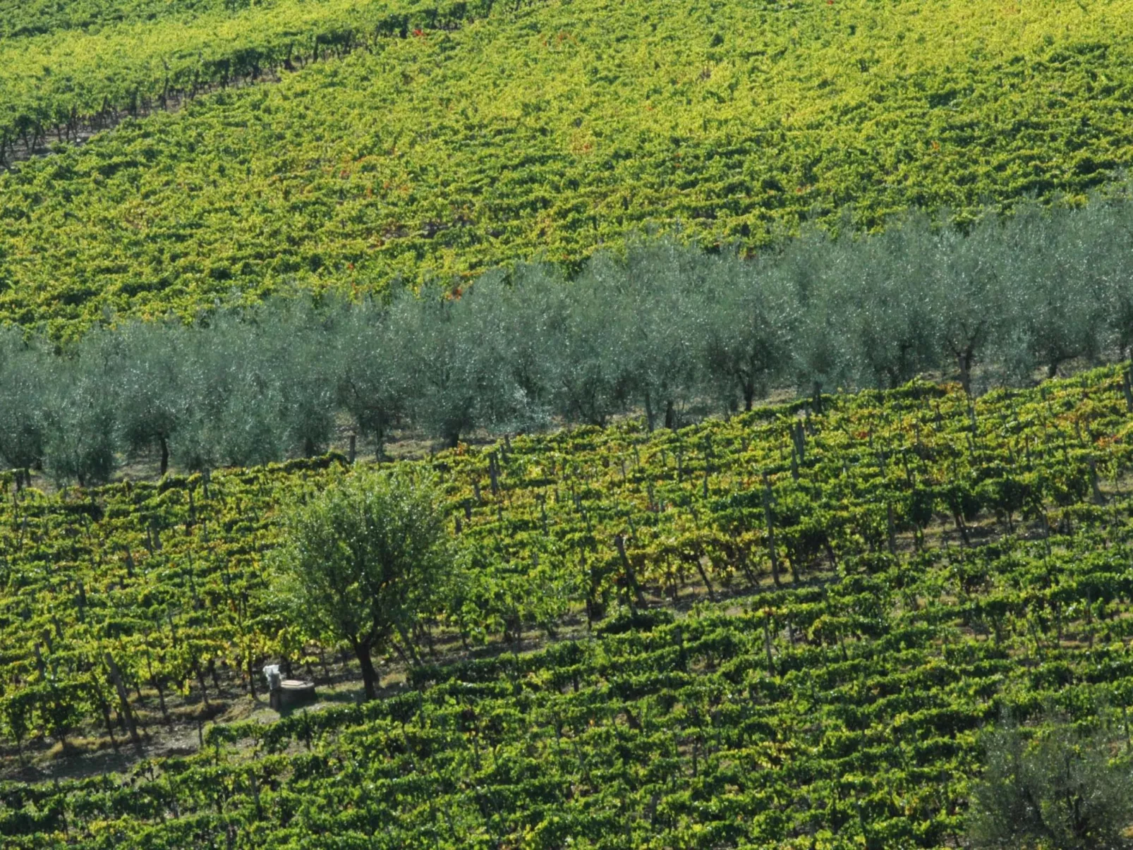 Anwesen "Frantoio" mit Infinity-Pool-Image-tags.info