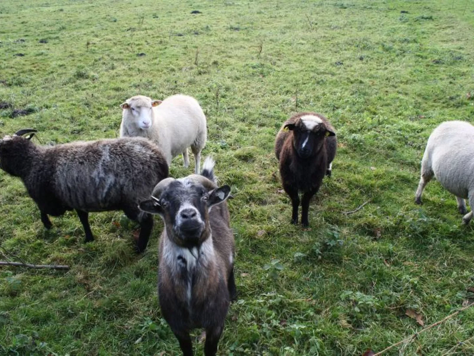 In Göhren mit Eigener Terrasse-Buiten