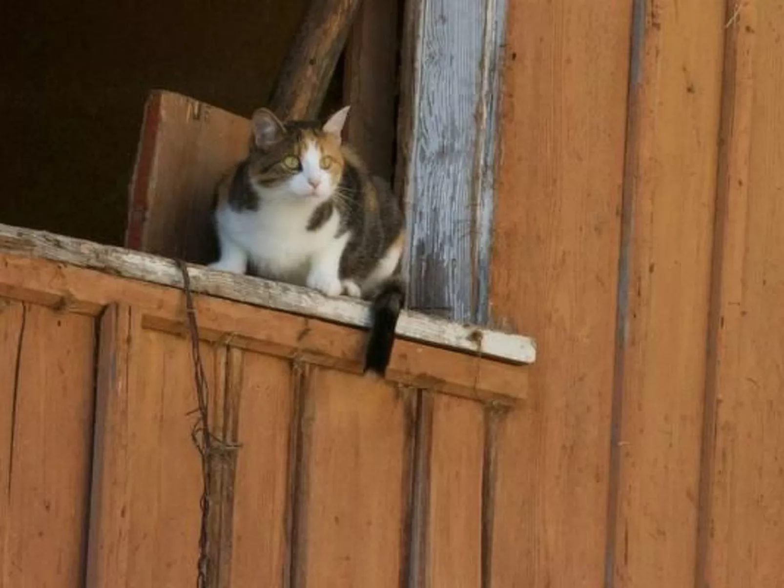 Hasenbüel-Image-tags.info