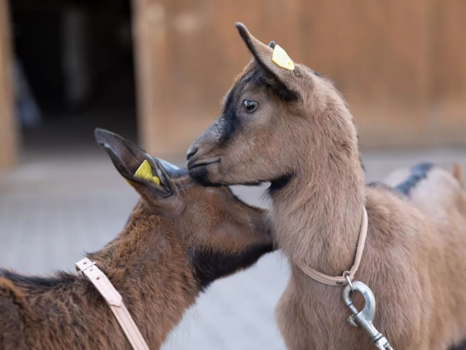 Muessache-Image-tags.info