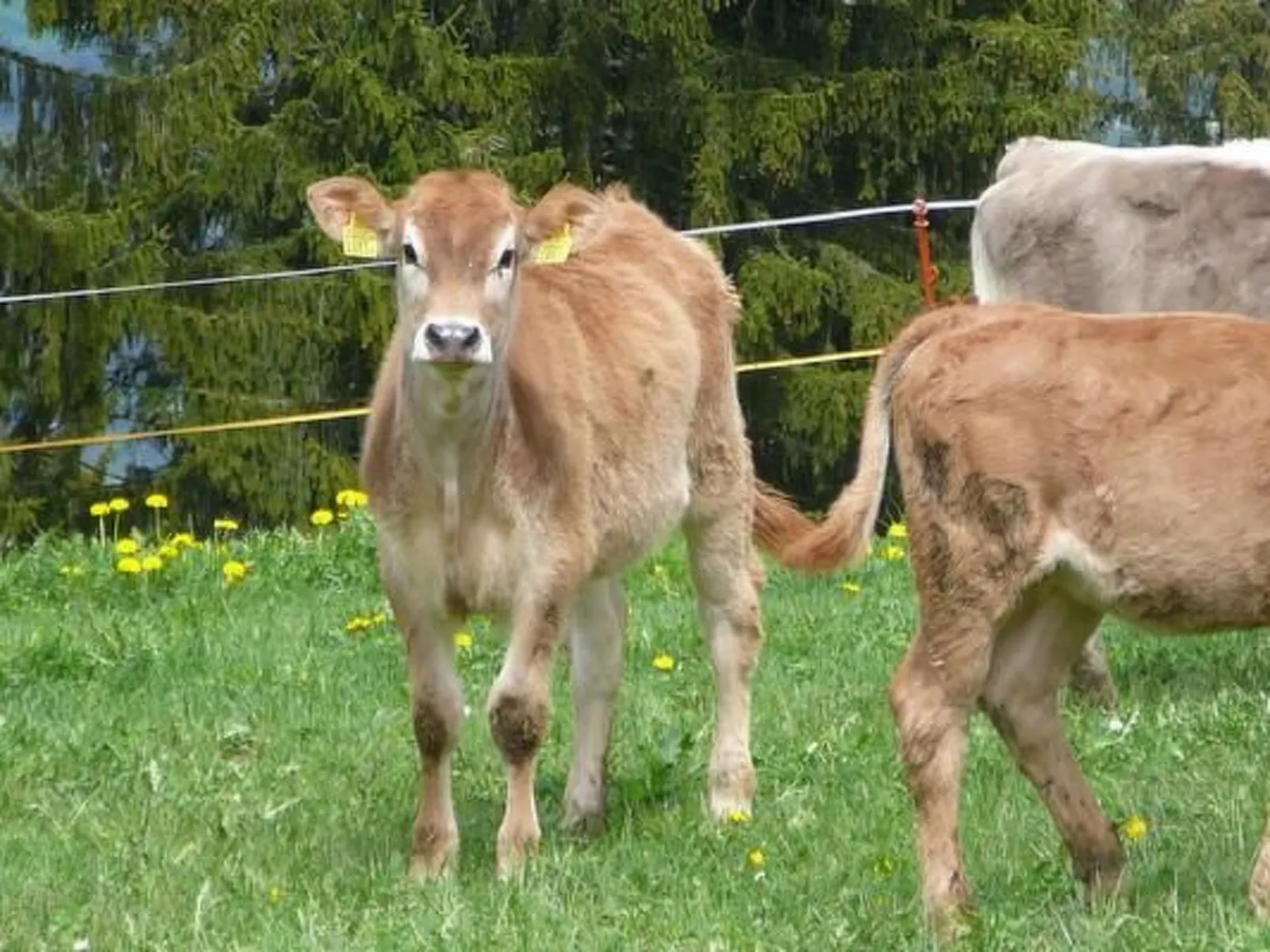 Hof Quadra-Image-tags.info