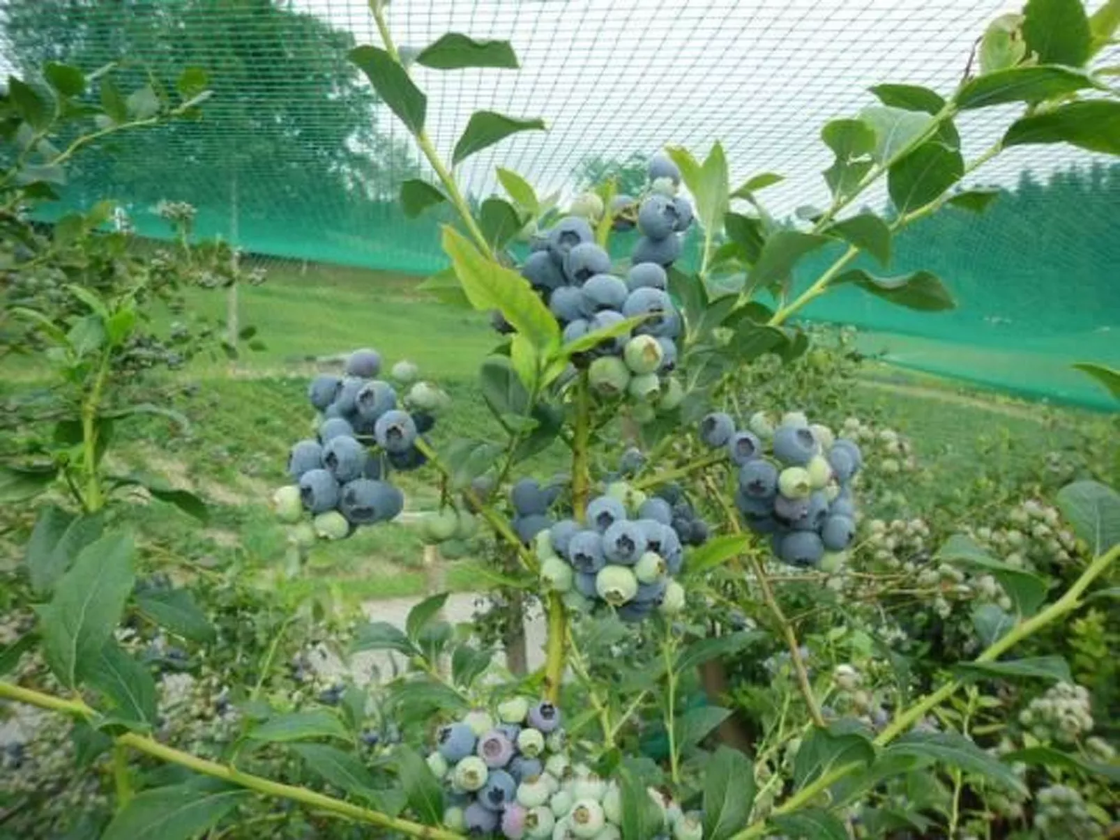 Bauernhof Gerber-Image-tags.info