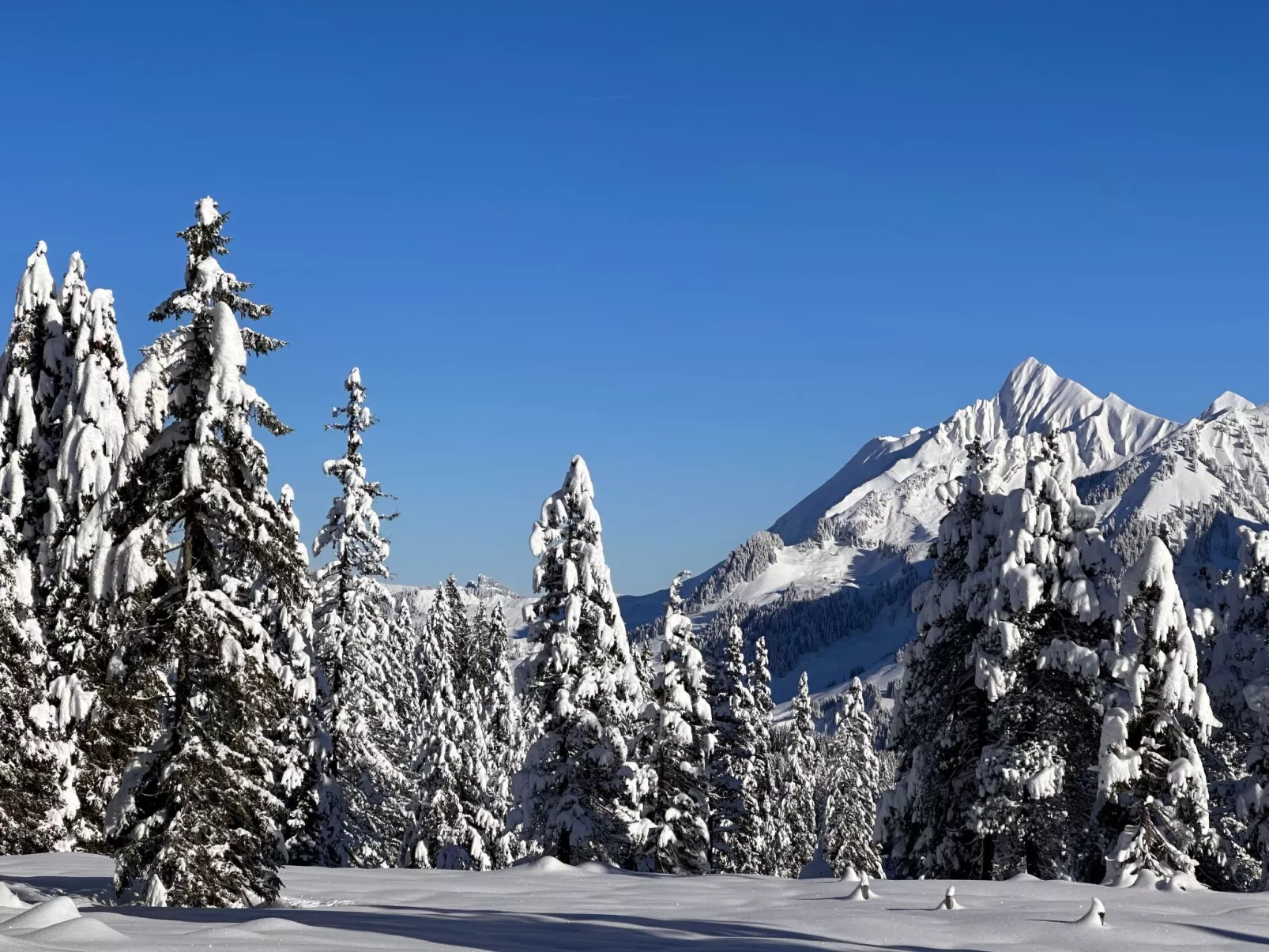 Wohnung Niesenblick-Buiten