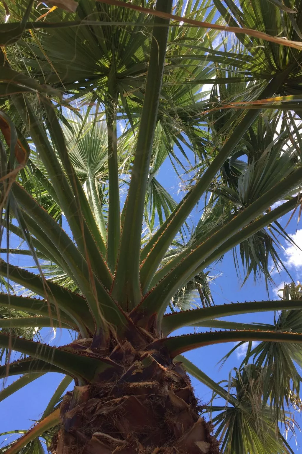 Für sechs Personen mit Terrasse im Erdgeschoss gelegen-Buiten