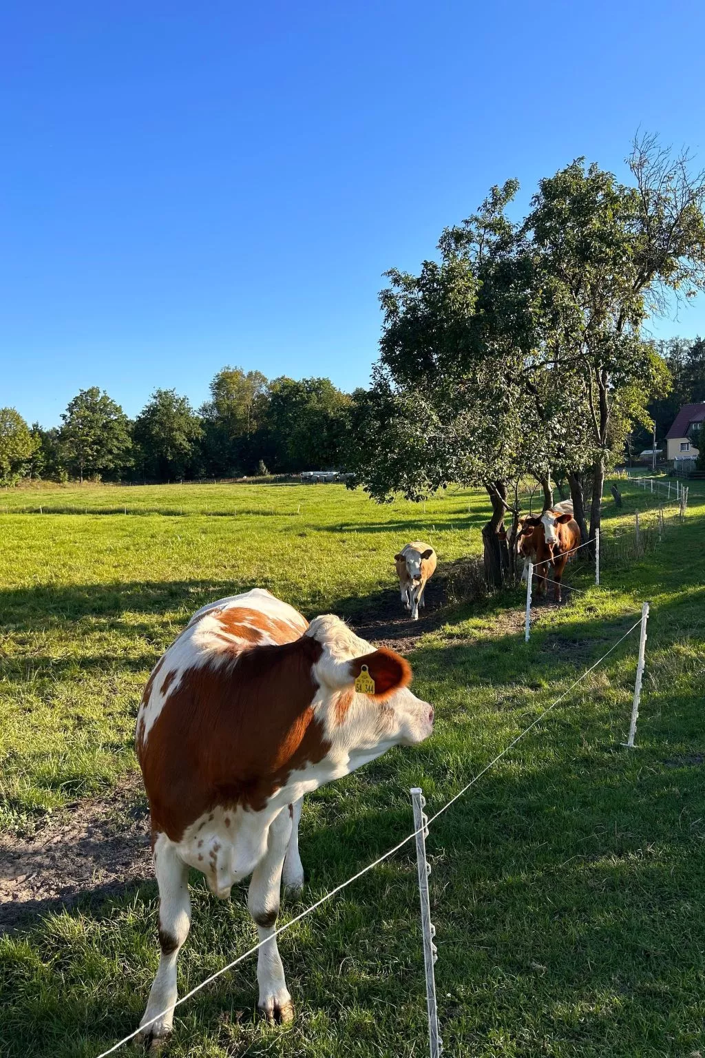 Am Schwielochsee-Buiten