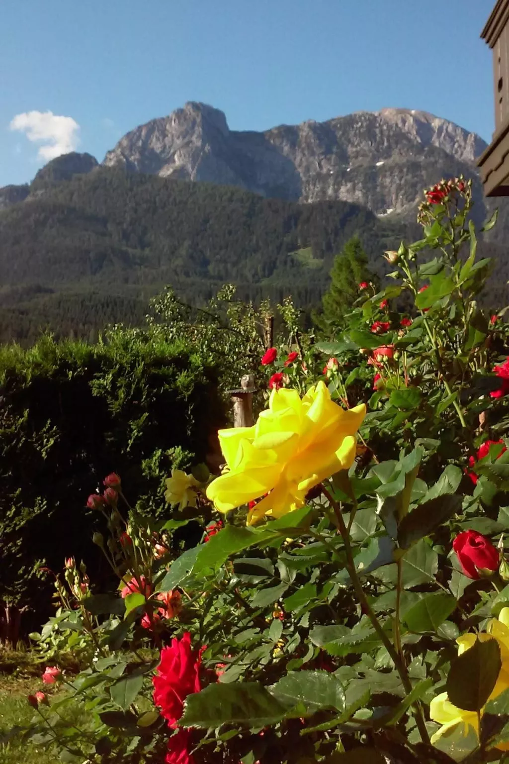 Gsenger Natur in Abtenau-Buiten