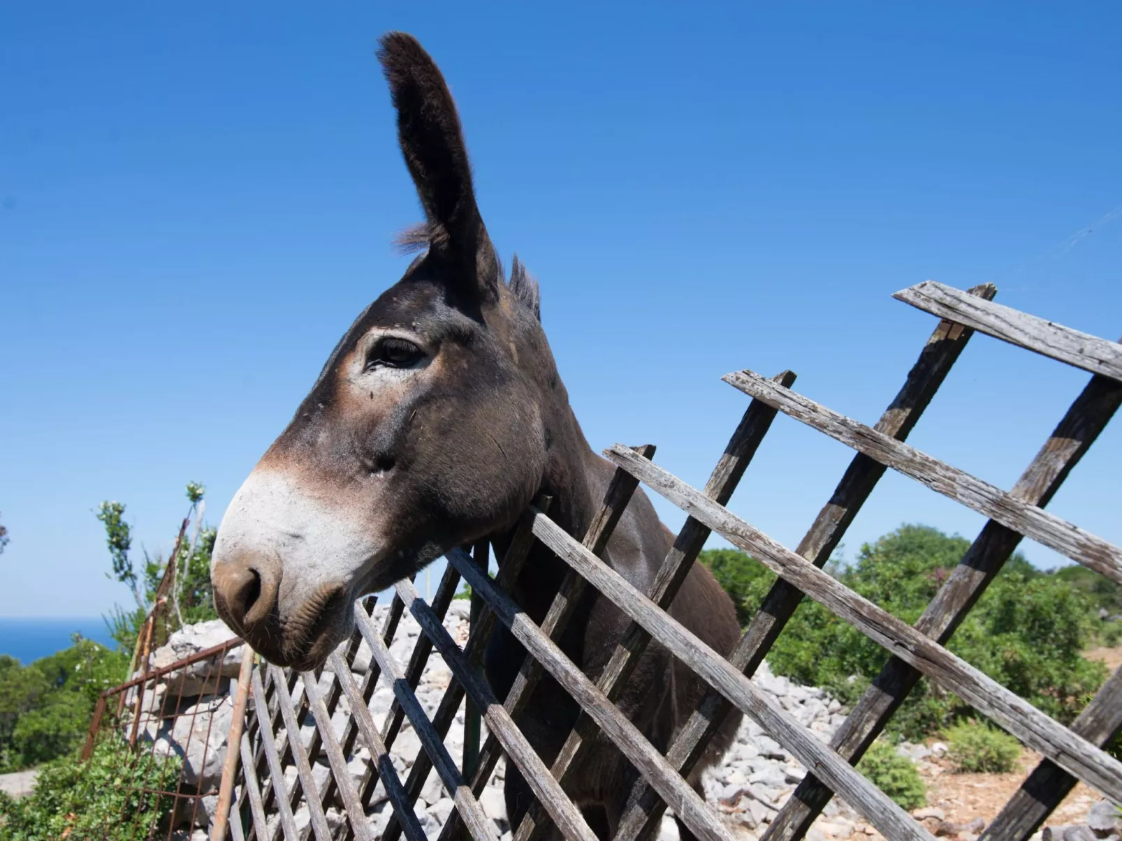 Wohnung Nika in Veli Losinj-Buiten