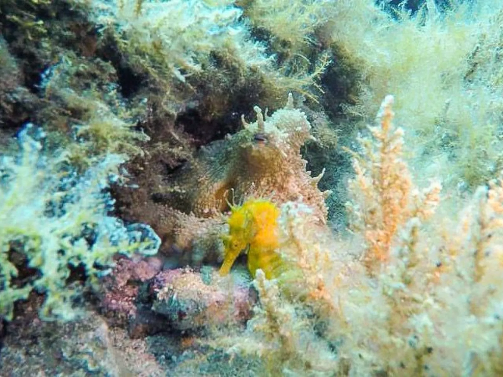 Villa Prana-Image-tags.info