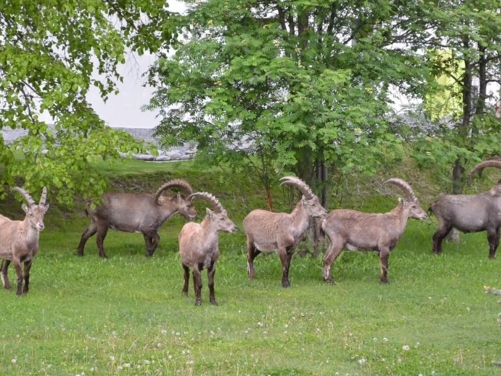FeWo JUFA Grächen-Buiten