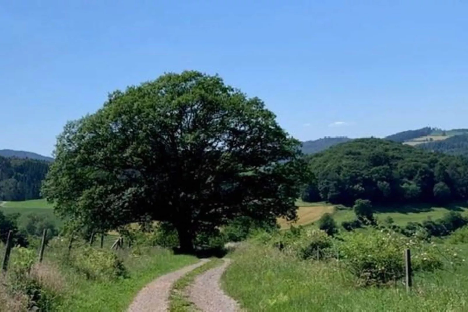 Holzhaus Willingen-Gebieden zomer 5km