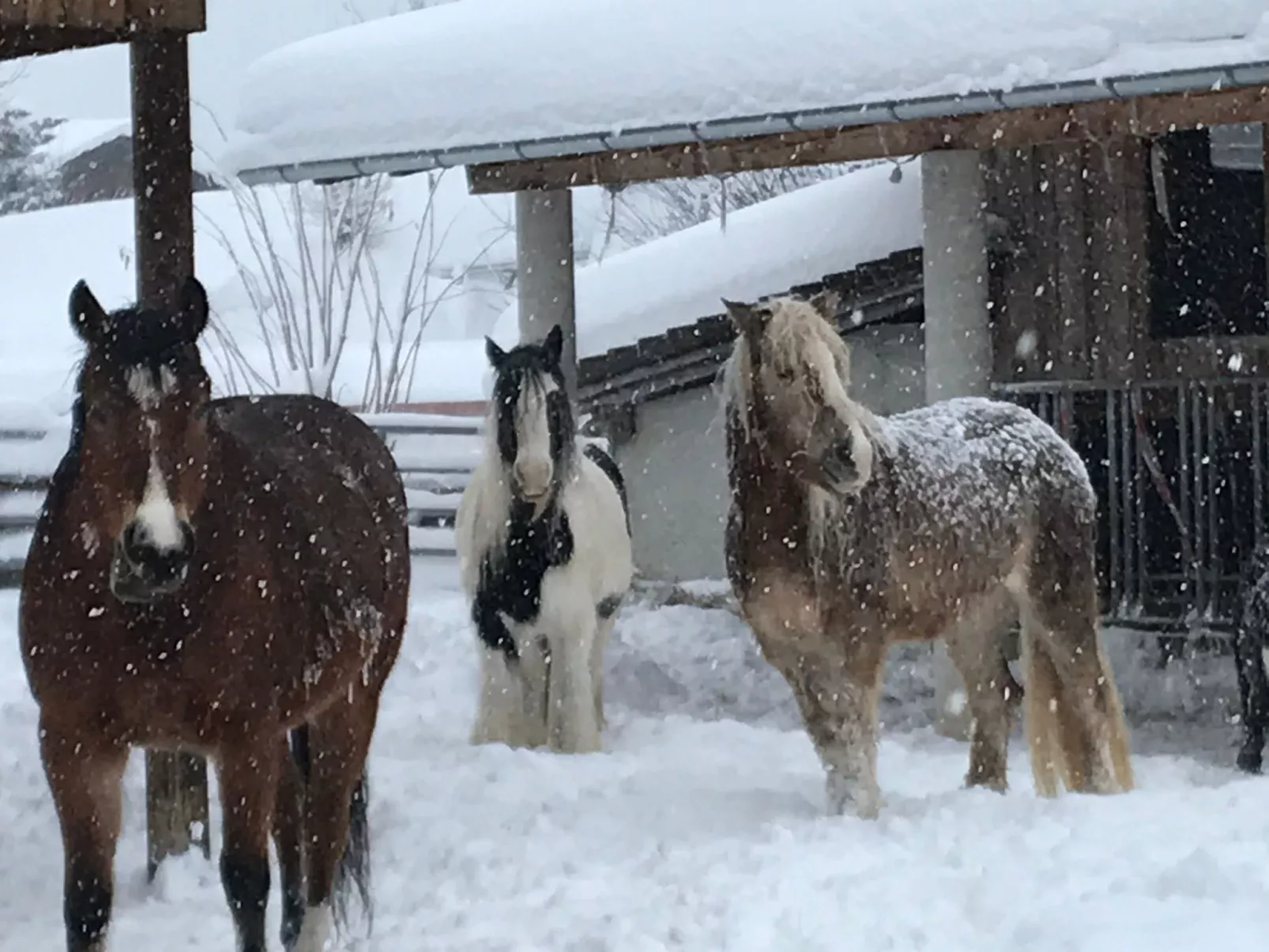 Pony-Ziegen-Hasen-Ranch in Bichlbach-Buiten