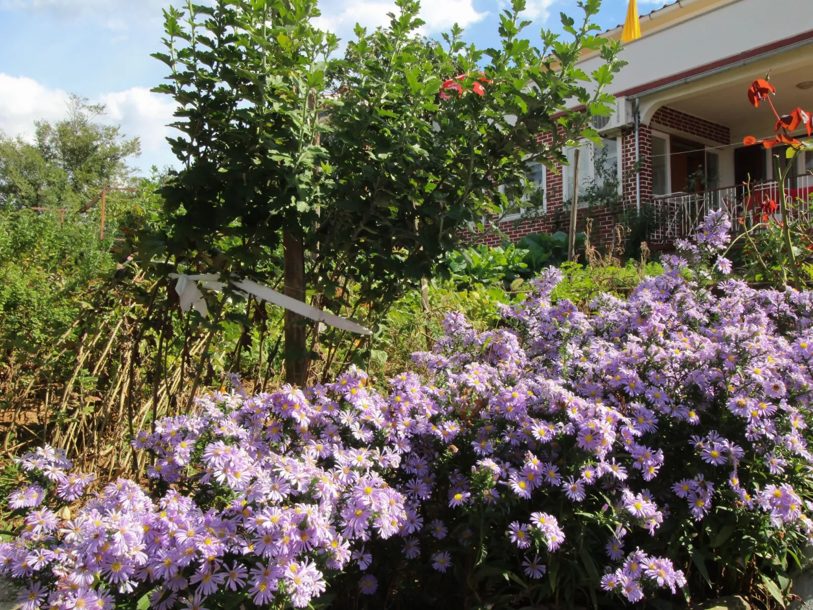 Apartment Dragica-Buiten