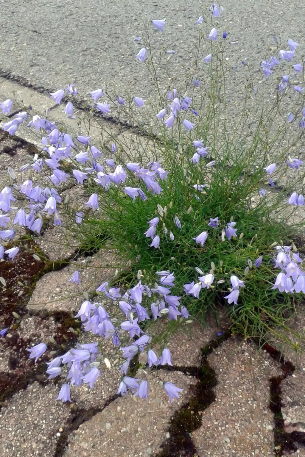 Harz-Haus-Bruns-Image-tags.info