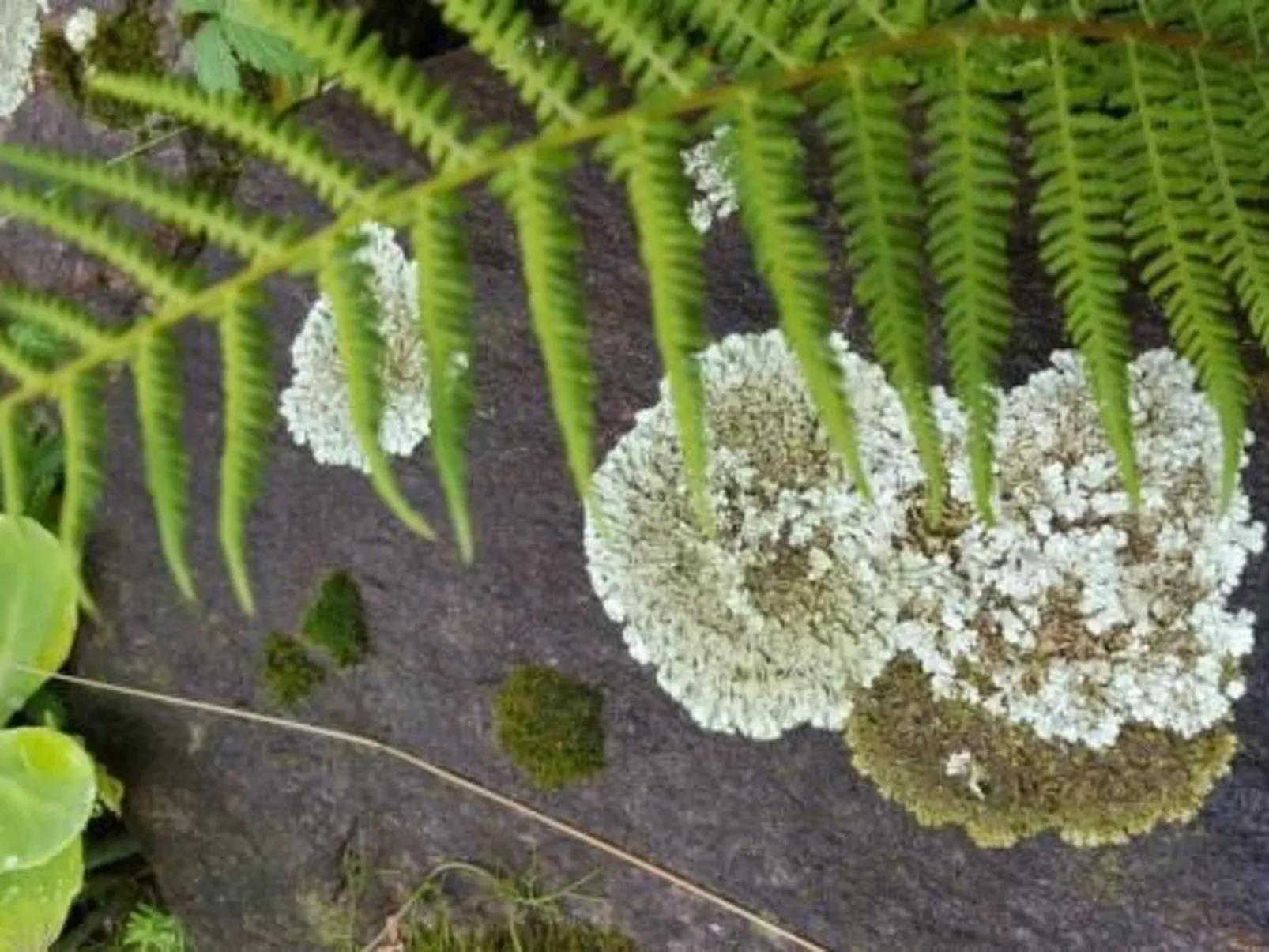 Casa Giardino Grande-Buiten