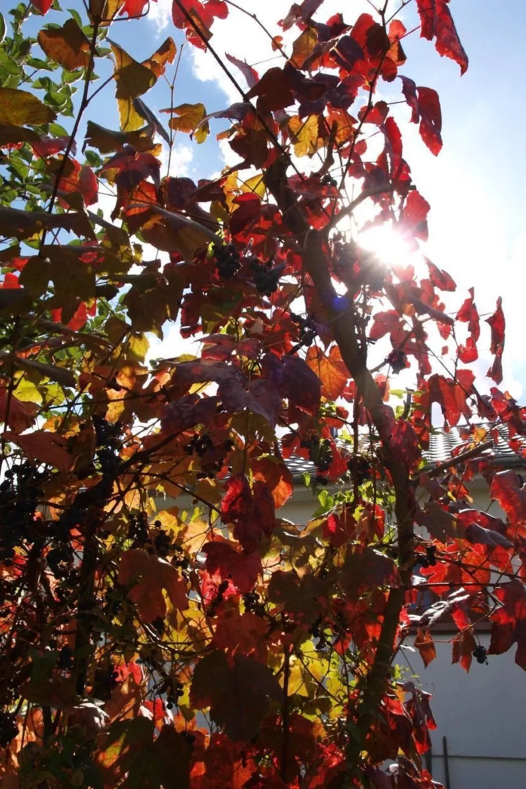Le Château d'Eau-Buiten