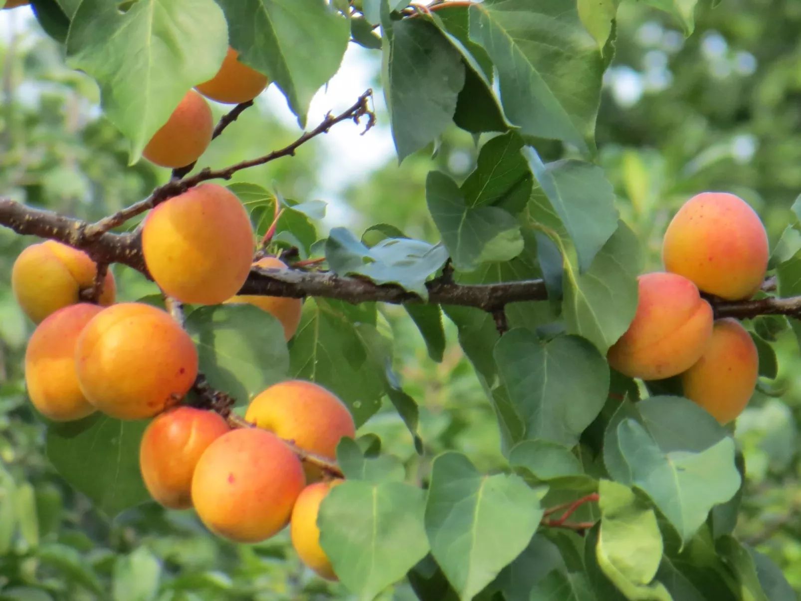 Hungarium am Platte-Buiten