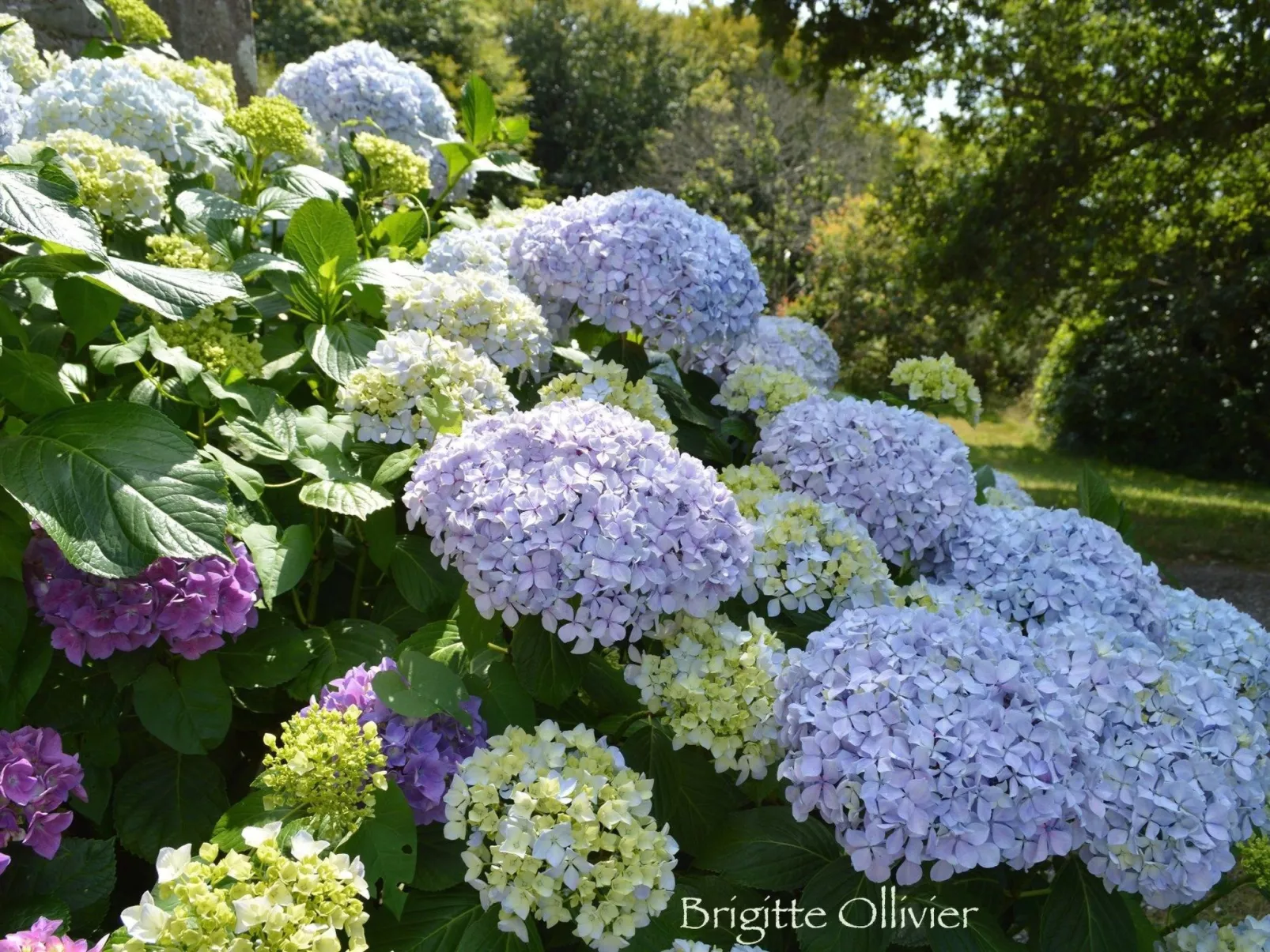 Mit eigenem Garten und Grill-Image-tags.info