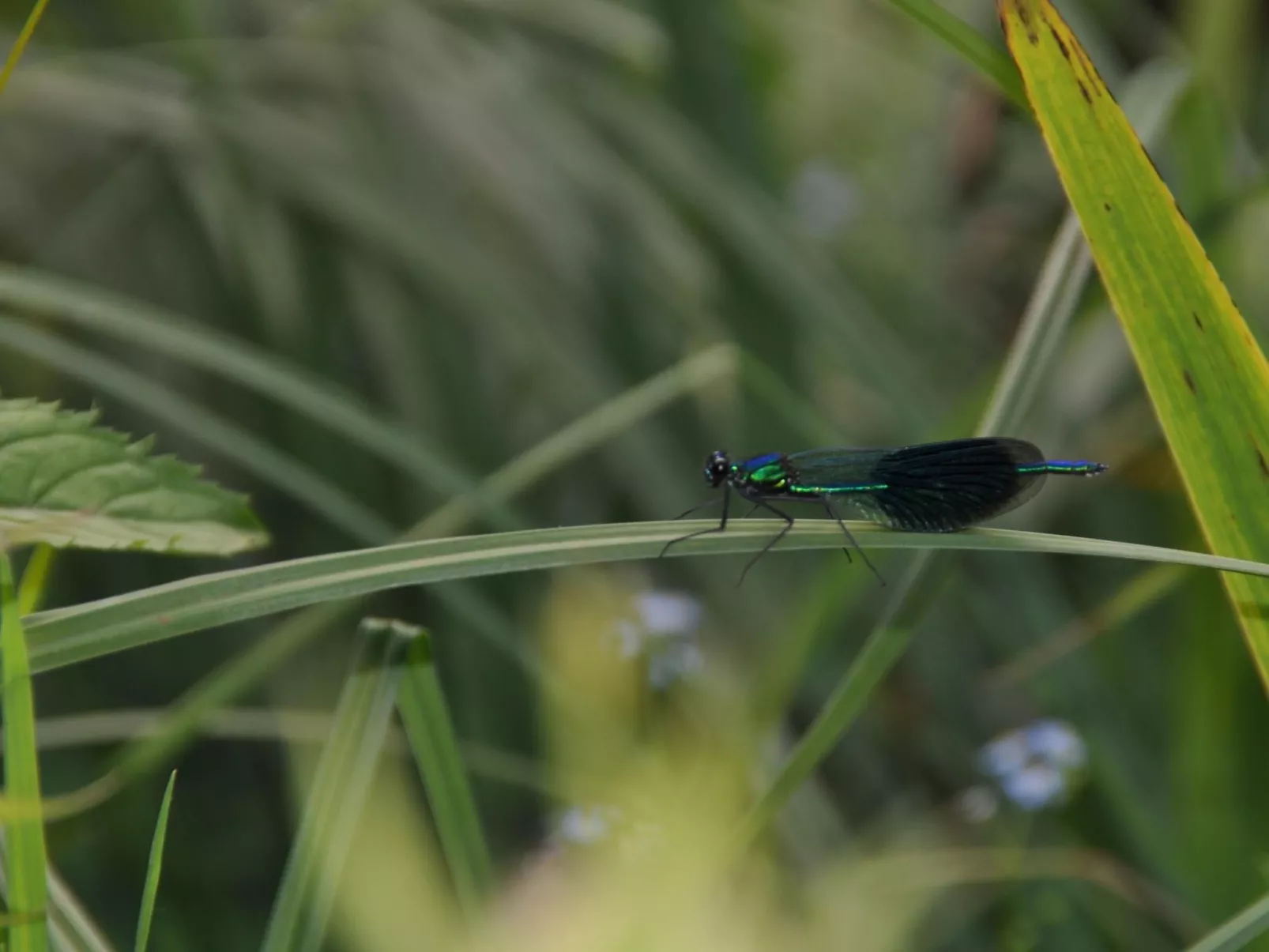 Rosalie - Ruhig - Zentral - Hochwertig-Buiten