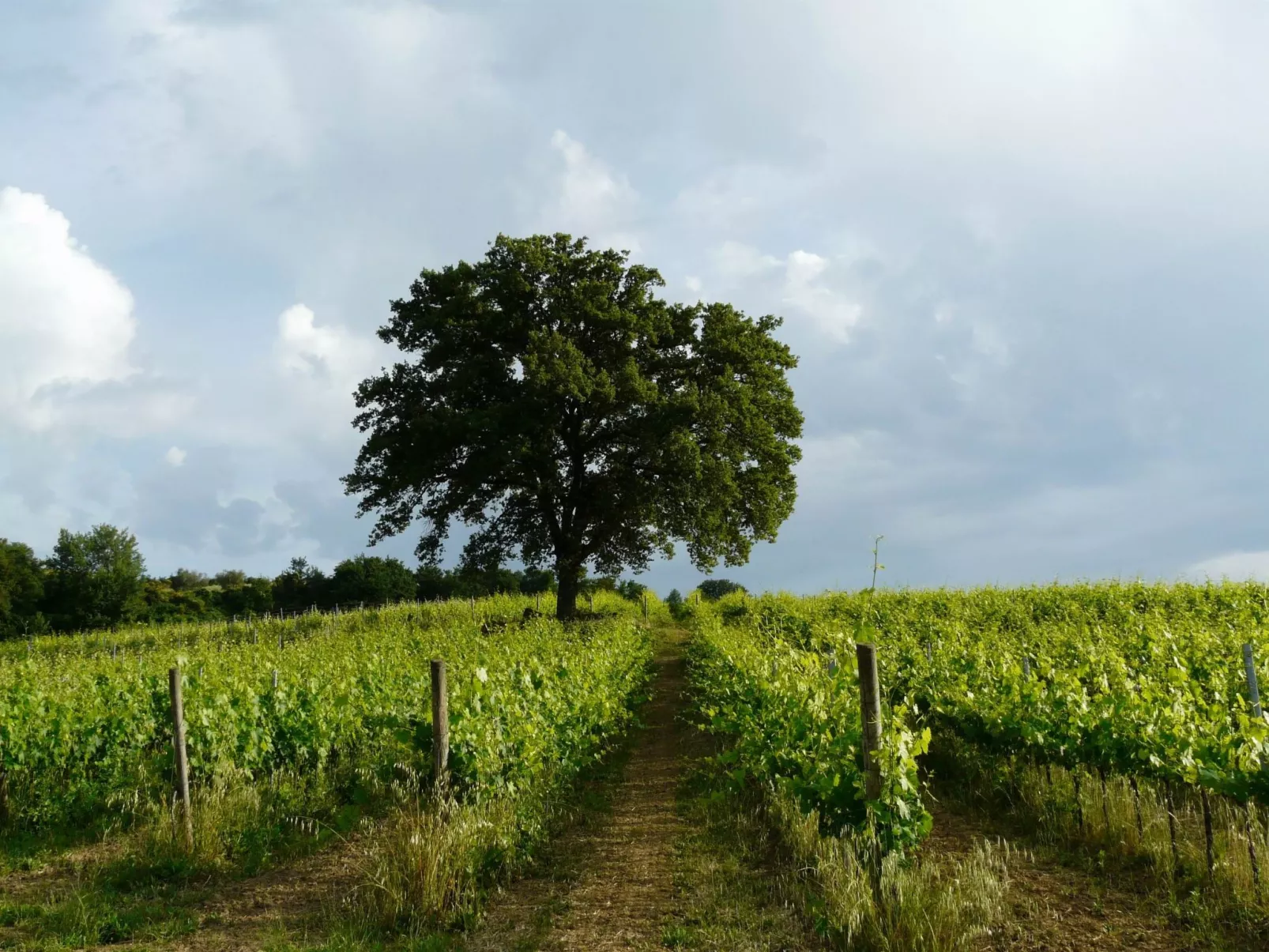 "Lavanda castellett-Image-tags.info