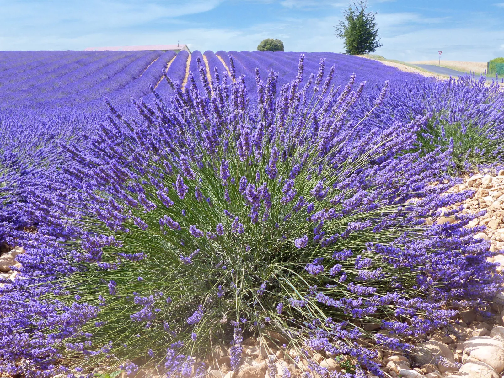 "Samson" mit Kamin-Omgeving