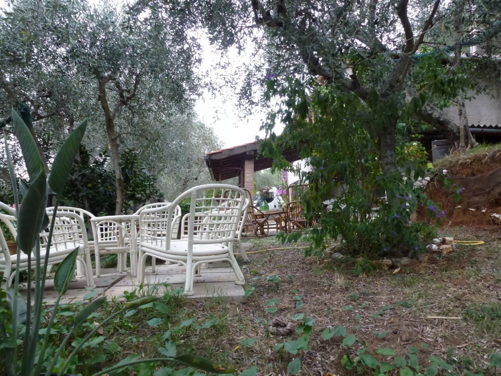 Rustico inmitten eines Olivenhainens-Buiten