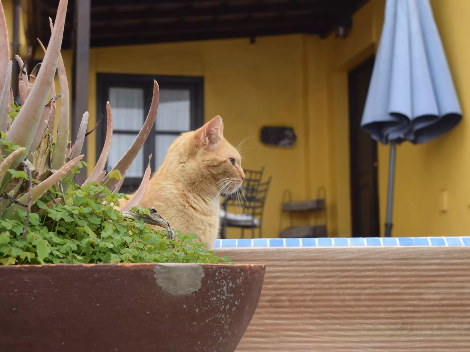 Mit Schwimmbad nur für Erwachsene-Buiten