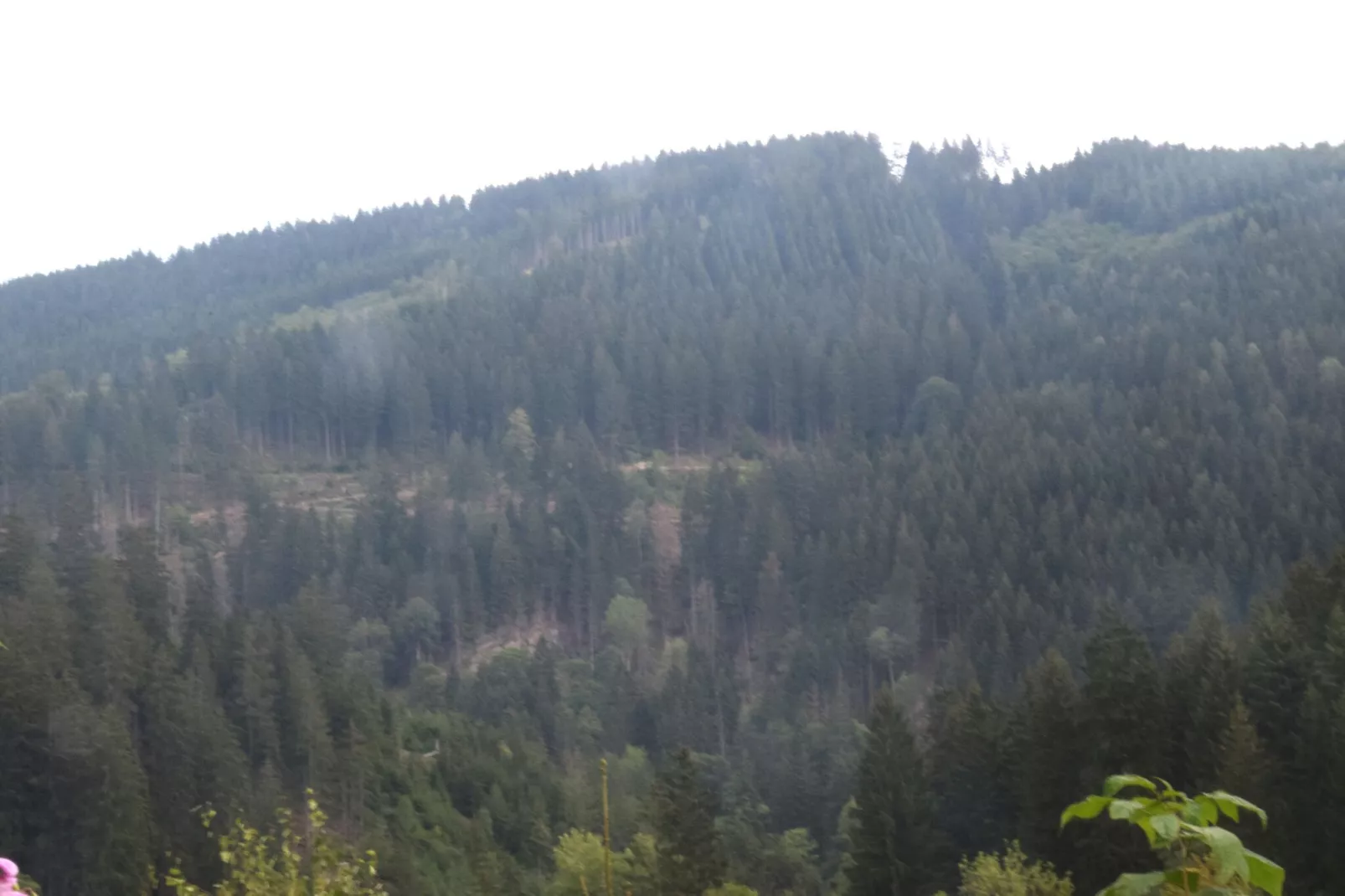 Ferienwohnung Stern - Harz Wildemann-Gebieden zomer 1km