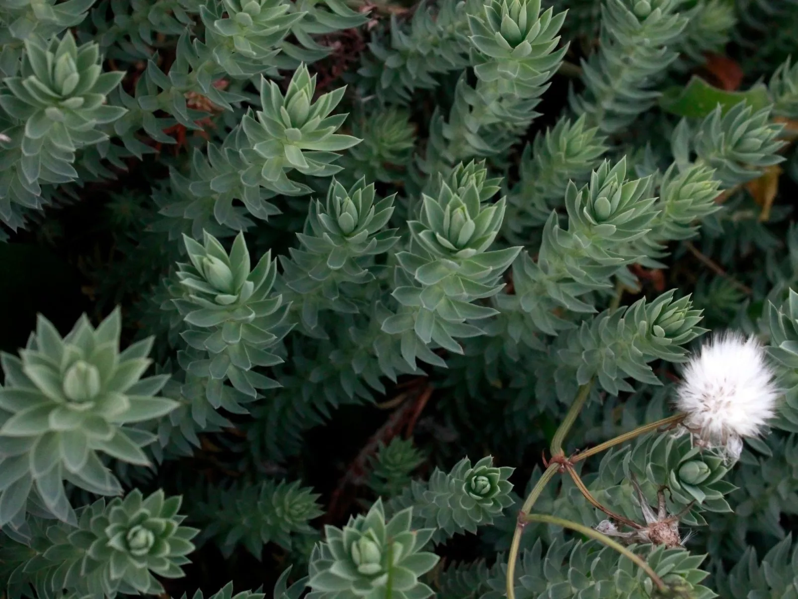 Stazzo mit Garten in Luogosanto-Image-tags.info
