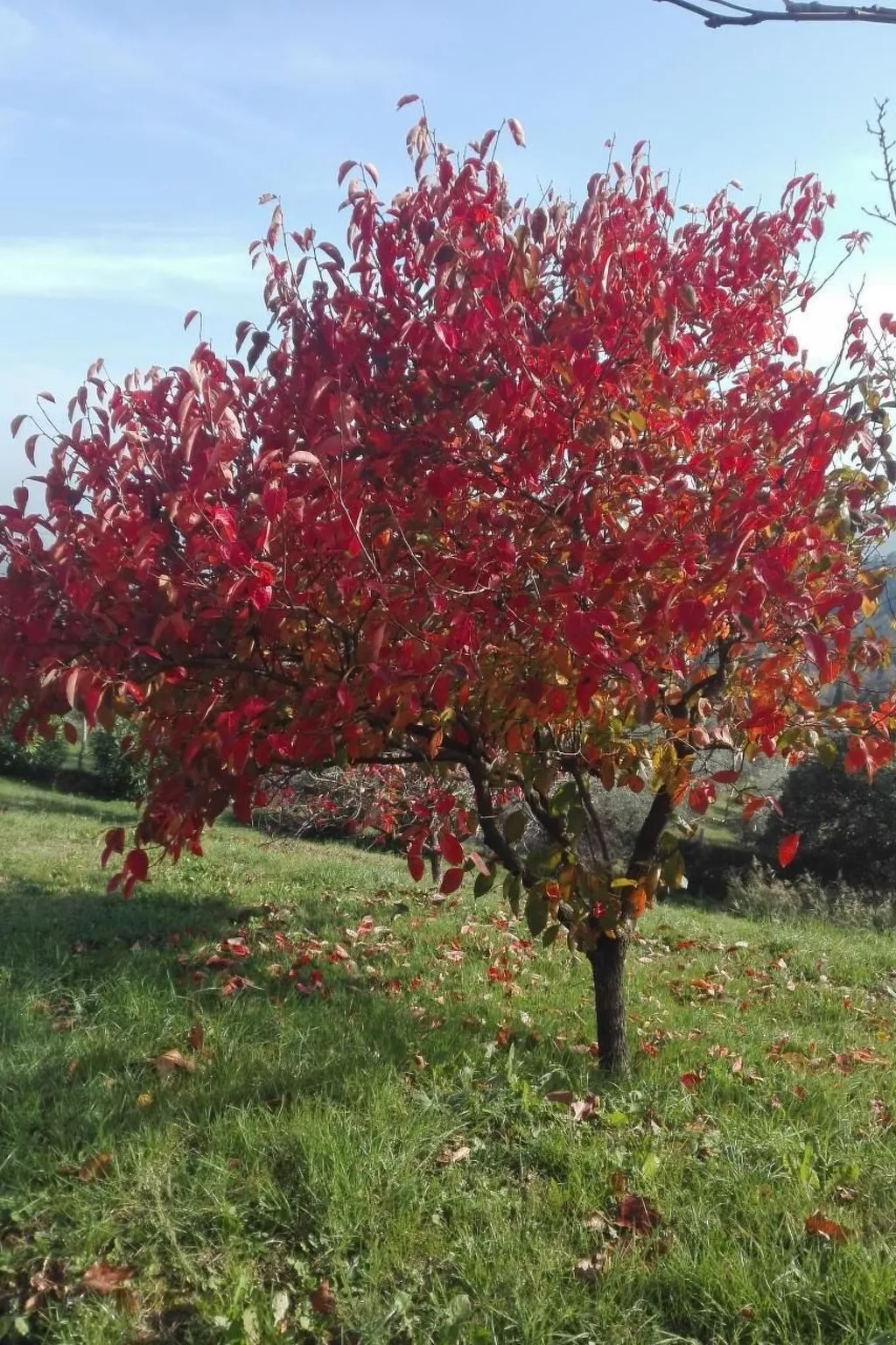  Il Podere La Regina mit privatem Pool-Image-tags.info