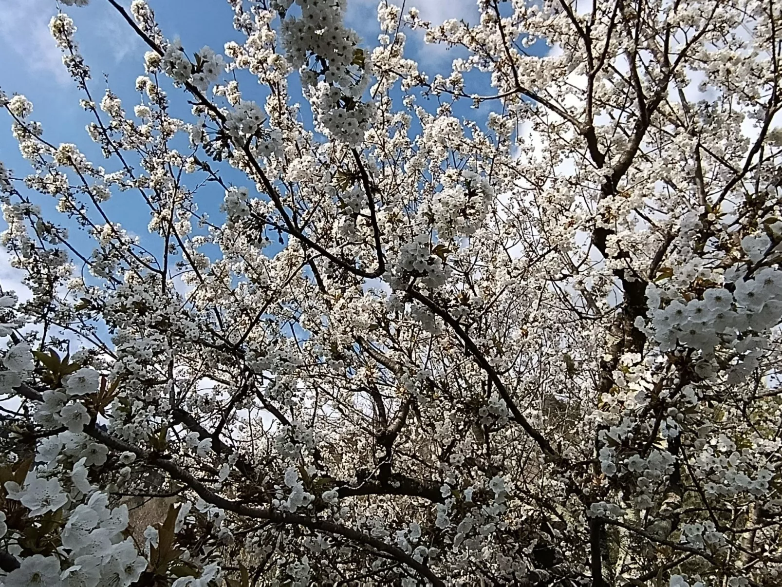 Chalet 'Perle des Höhenweges'-Buiten