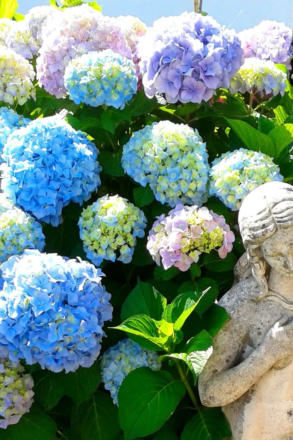 Hibiskus-Image-tags.info
