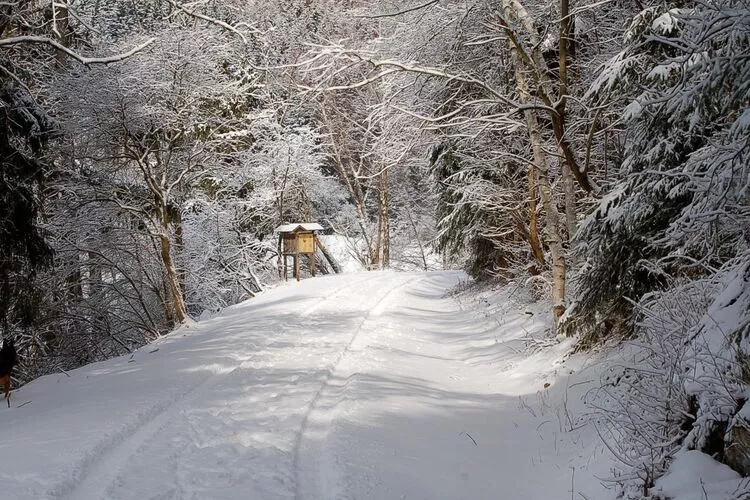 Ferienhaus in Hasselfelde - Haus 47 Blauvogel-Gebied winter 5km