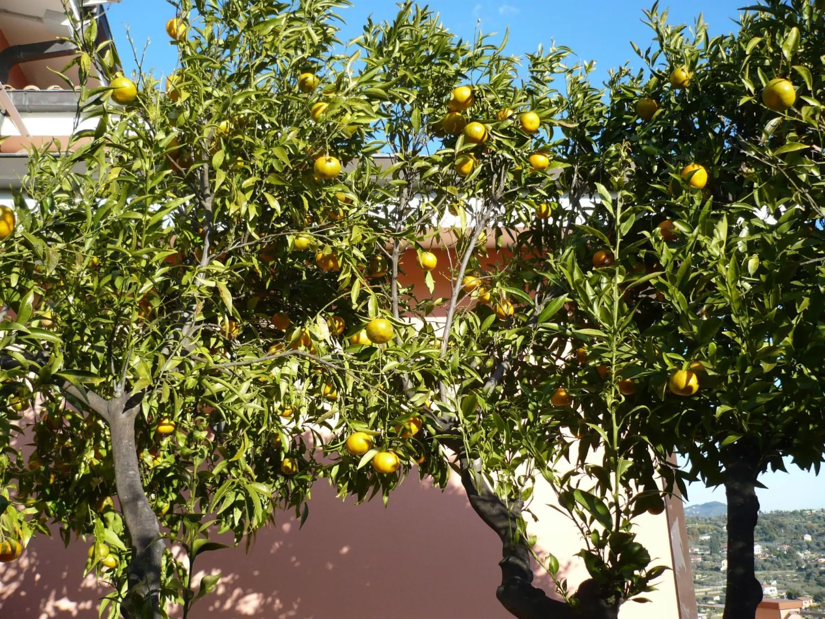 Zwei-Zimmer-Wohnung mit Meer- und Stadtblick-Buiten