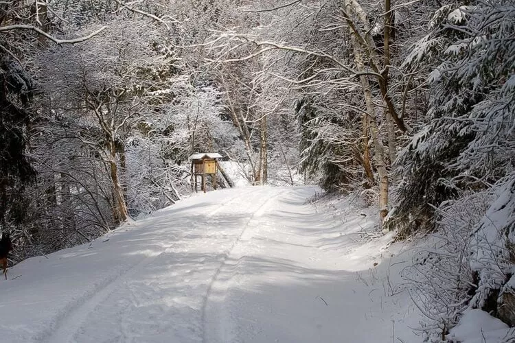 Ferienhaus in Hasselfelde - Haus 6 Blauvogel-Gebied winter 1km