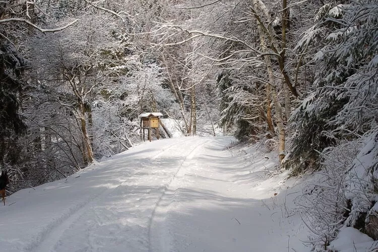 Ferienhaus in Hasselfelde - Haus 10 Blauvogel-Gebied winter 1km