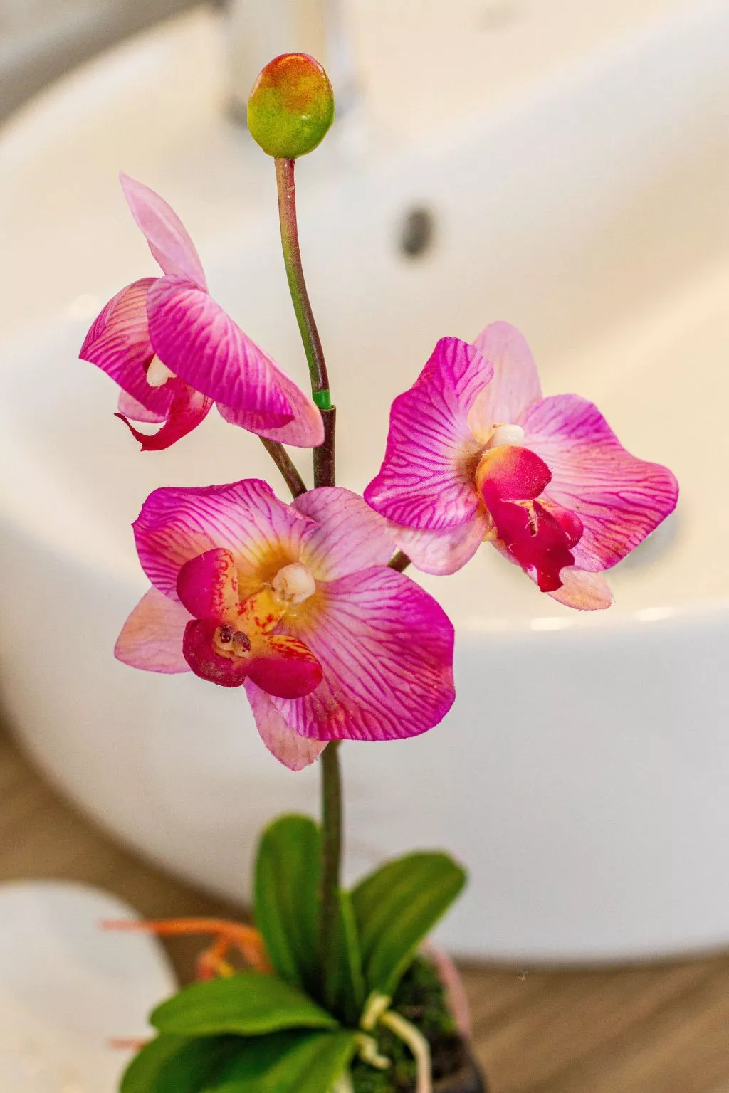 Villa Coco Bay - Playa Blanca, Yaiza, Lanzarote-Binnen